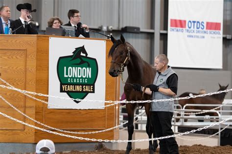 london horse sale 2023
